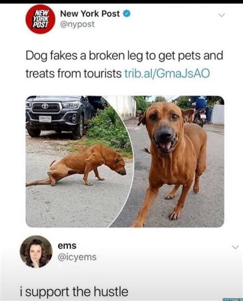 Dog Fakes A Broken Leg To Get Pets And Treats From Tourists Tribal