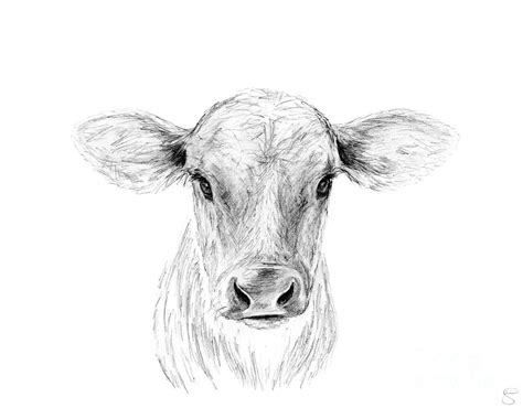 25 Cow Face Drawing Pics Shiyuyem