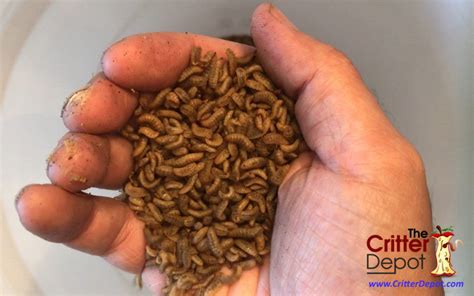 Composting Grubs For Sale Free Shipping The Critter Depot