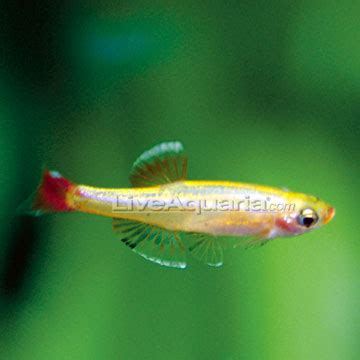 It was first discovered by a boy named tan, who gave him the name of the fish genus tanichthys, while the word albonubes. Golden White Cloud - Freshwater Fishs