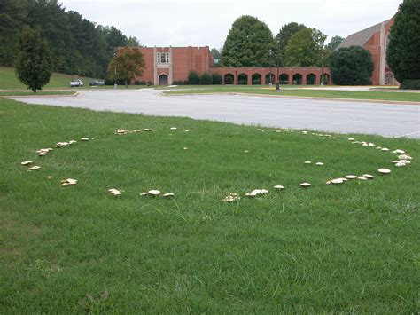Recent Rains Have Mushrooms Popping Up In Georgia Lawns Caes Newswire