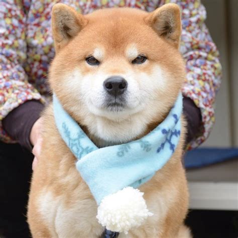Meet Ryujii The Handsome And Ridiculously Cute Shiba From Japan Page