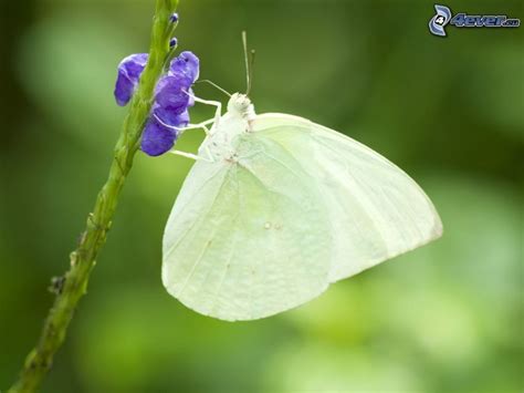 Abonniere envato elements für unbegrenztes herunterladen von photos gegen eine monatliche gebühr. Schmetterling auf der Blume