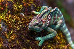 Colorful Chameleon Image | National Geographic Your Shot Photo of the Day