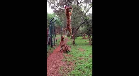 El salto de un tigre en una reserva de Sudáfrica es furor en la Web
