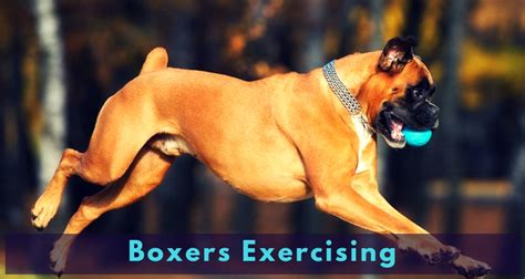Boxers The Dog Breed Often Used For Protection