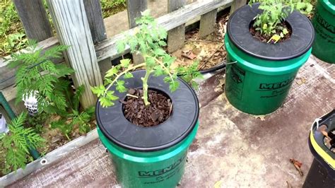 Ba Kratky Diy System Bucket Hydroponics Your Gardening Forum