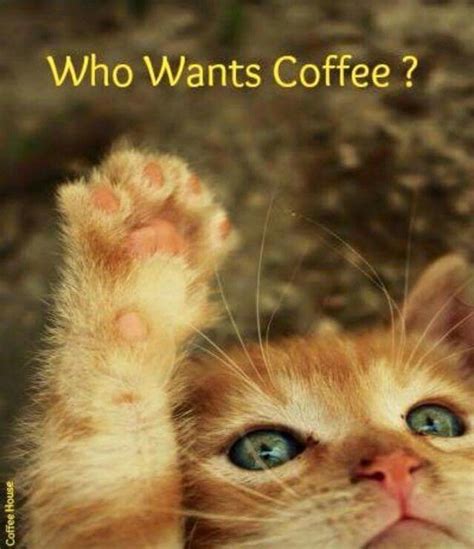 Coffee Animals Cats Cute Animals