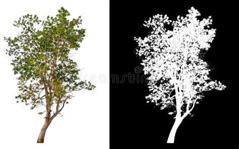Isolated Single Big Tree On White Background Stock Image Image Of