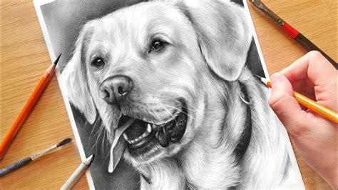 How To Draw A Dog Realistic Drawing Tutorial Step By Step Drawing