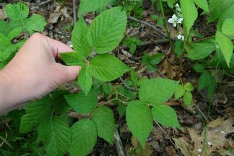 How To Identify Poison Ivy Images And Treatment Hubpages