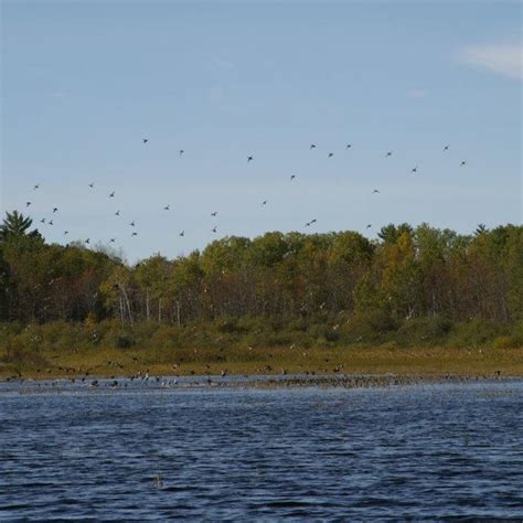 Duck Hunts With Goose Hunting Waterfowl And Grouse Hunting Ontario Ca