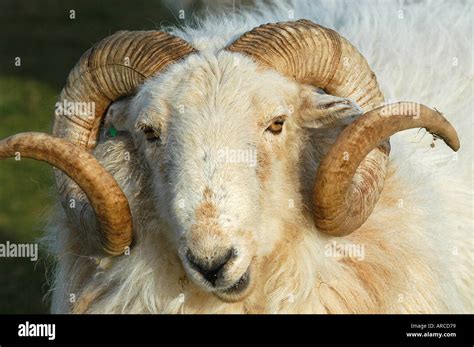 Ram Male Sheep Stock Photo Alamy