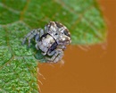 Bomis larvata L. Koch, 1874 Miniature Crab Spider