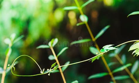 Natural Green Plants Landscape Closeup Green Leaves Pattern