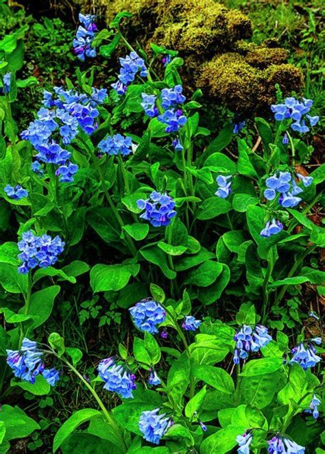 Virginia Bluebells In Bloom Greeting Card For Sale By Thomas R Fletcher