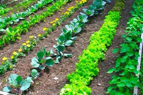 How To Lay Out A Vegetable Garden