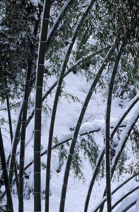 Bamboo Forest In A Snowy Area Japan Photograph By Peter Essick Pixels