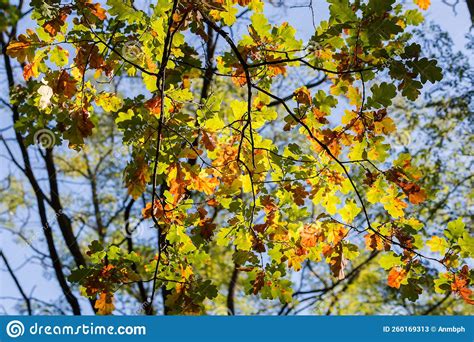 Common Oak Branches With Autumn Leaves On Blurred Background Backlit