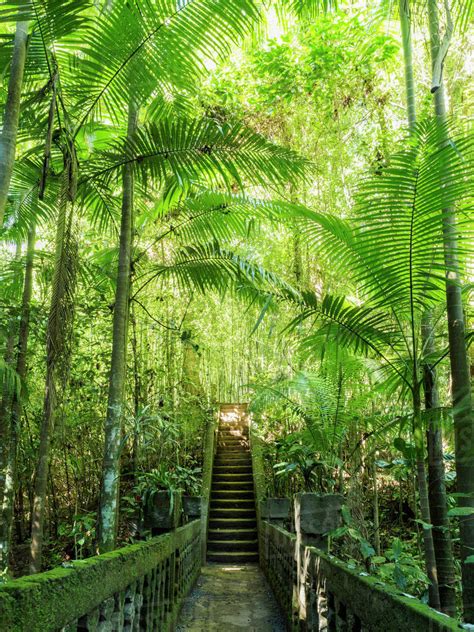 Australia Queensland Steps In Rainforest Stock Photo Dissolve