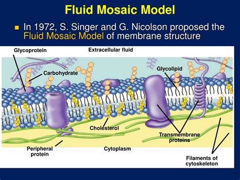 • the theory that all the plants and animals are composed of cells and the cell is the basic unit of life, was presented by two biologists, schleiden the cell wall lies outside the plasma membrane. PPT - Cell Membrane Structure and Function PowerPoint ...