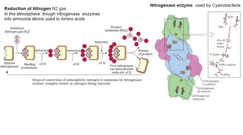 Chemical Evolution Of Amino Acids And Proteins Impossible