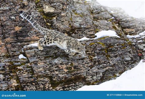 Snow Leopard Panthera Uncia Jumping On A Snow Covered Rocky Cliff In