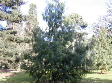 Weeping Pine Tree Types Kira Frias