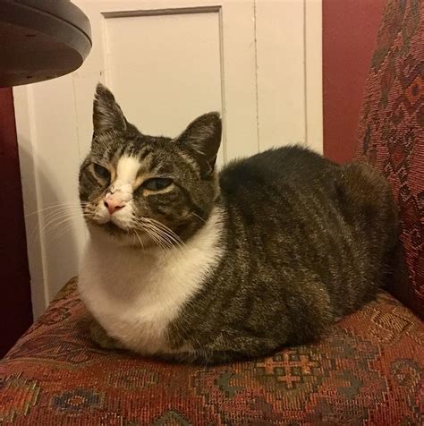 Pin On Catloaf