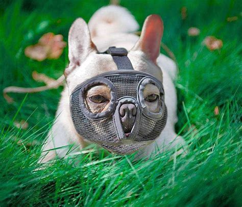 Short Snout Dog Muzzles Adjustable Breathable Mesh