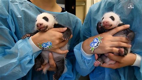 See Baby Panda Twins Opening Their Eyes