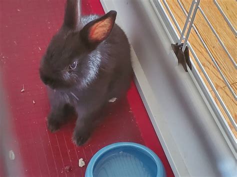 Netherland Dwarf Rabbit For Sale In Edison 1 Petzlover