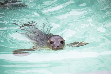 Reassessing Seal Rescue Hakai Magazine