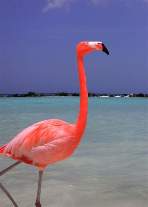 40 Beautiful Pictures Of Pink Flamingo Birds Tail And Fur In 2023