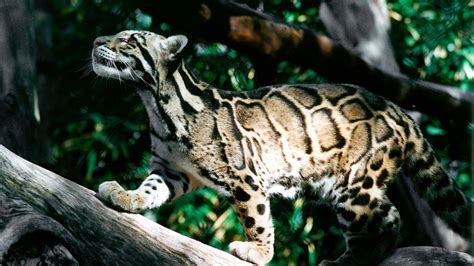 Clouded Leopard Fact Sheet Blog Nature Pbs