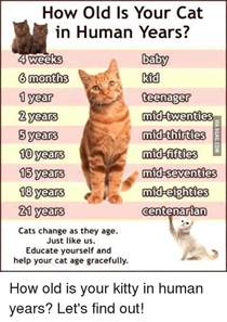 Cat years to human years. Months In 10 Years May 2020