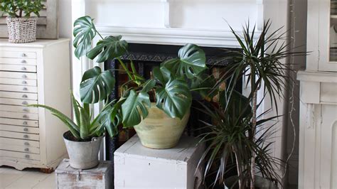 Best Shade Loving Plants Real Homes