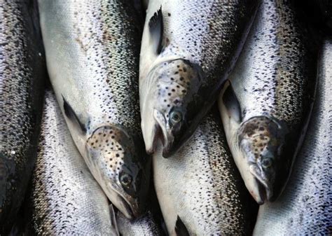 Conservation Groups Pact Will Help Save Atlantic Salmon