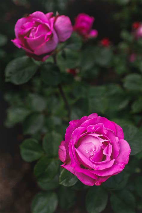Order online tickets tickets see availability. Where to Find Roses in Portland Oregon aka Rose City