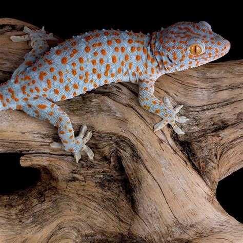 Long Island Herpetological Society Blogger Toaky Geckos They May