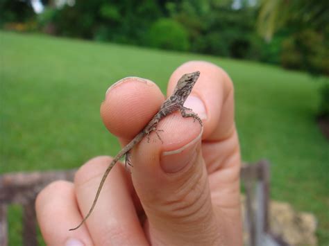 Cute baby animals animals and pets funny animals wild animals reptiles and amphibians mammals beautiful creatures animals beautiful especie animal. Baby lizard from Florida~~~~ | Aw he was so cuuuute. ♥ ...