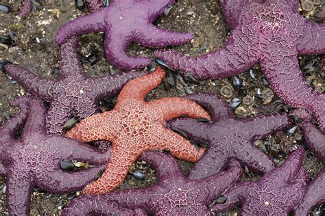 300 Ochre Sea Star Photos Stock Photos Pictures And Royalty Free Images