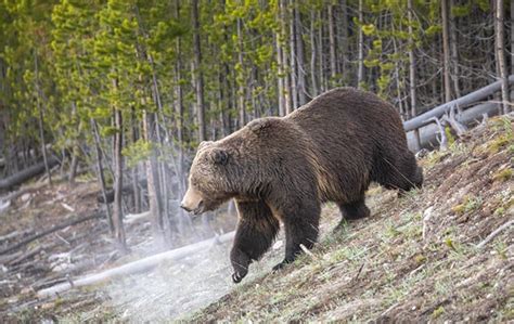 Grizzly Bear On A Cold Morning With Breath Showing Flickr