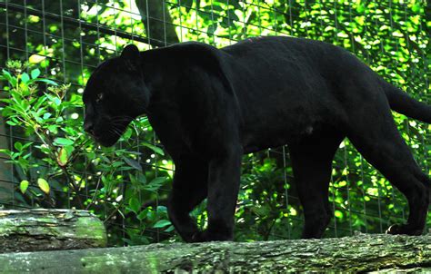 Black Jaguar By Shadow And Flame 86 On Deviantart