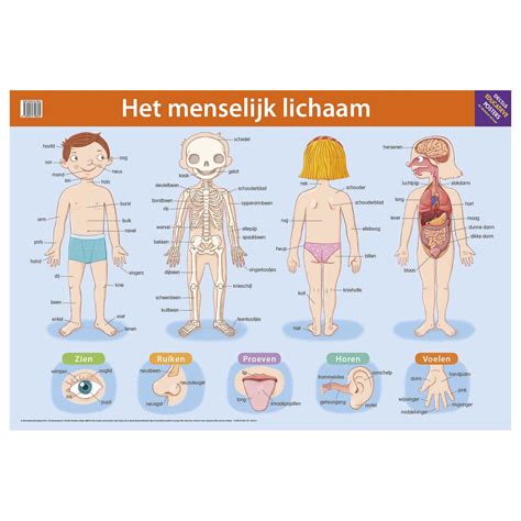 Educatieve Poster Het Menselijk Lichaam Artofit