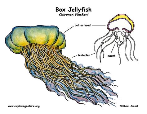 14 Labeled Jellyfish Parts Background Scenesfamemfory