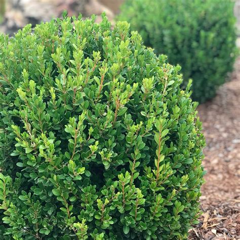 Buxus Microphylla Japonica Baby Gem Boxwood Siteone