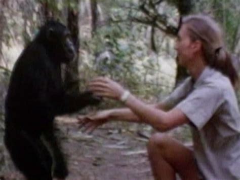 Sanyan discuss disneynature's new film monkey kingdom. photo: Jane Goodall - TV Guide