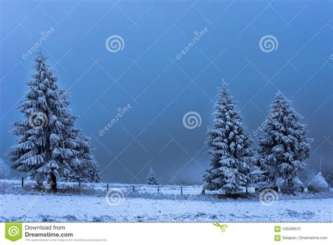 Beautiful Winter Landscape With Snow Covered Trees Stock Photo Image