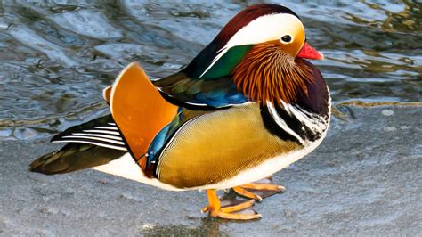 Download 1920x1080 Wallpaper Animal Duck Mandarin Duck Colorful